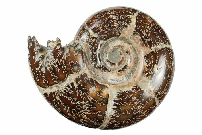 Polished, Sutured Ammonite (Argonauticeras) Fossil - Madagascar #246217